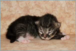 Female Siberian Kitten from Deedlebug Siberians